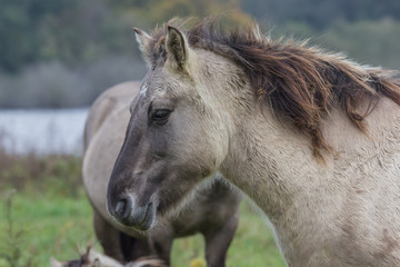 Fototapeta premium Koniks im Naturschutzgebiet Geltinger Birk, Wildpferde