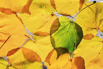 Golden autumn leaves fall season background 