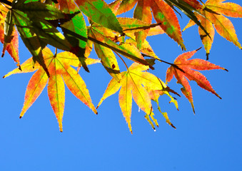 楓の紅葉の始まりは多色刷り