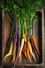 bunch of fresh rainbow carrots