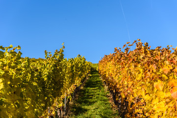 Vineyards at Stuttgart - beautiful wine region in the south of Germany