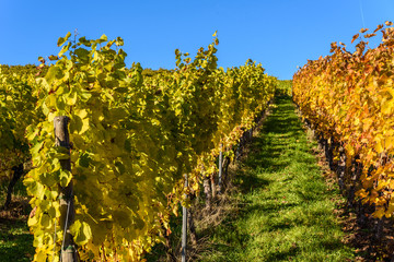 Vineyards at Stuttgart - beautiful wine region in the south of Germany