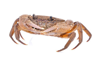 crab on white background