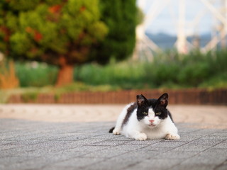 公園の猫