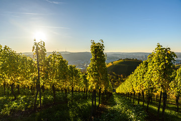 Naklejka premium Vineyards at Stuttgart - beautiful wine region in the south of Germany