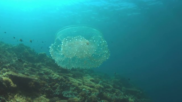 Jellyfish swims in open water near a coral reef. 4k footage