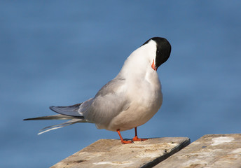 Common tern