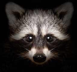 Portrait of a cunning raccoon closeup on a black background