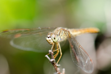 .Dragonfly wings spread perched on a branch mid-air and sunshine