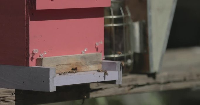 Honeybees fly around a beehive during the day.