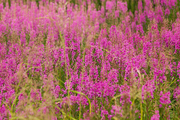 Obraz premium Meadow with blooming fireweed, blur. Floral background.
