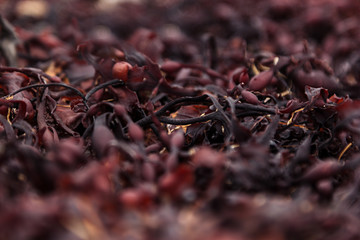 Surface of red seaweed closeup. Alga background. © finepoints