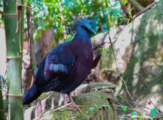 victoria crowned pigeon