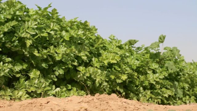 Celery growing under the summer sun on the field of a horticultural company