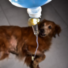 The saline subcutaneously to dogs. The dog kidney disease