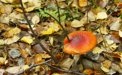 red mushroom and fallen leaves