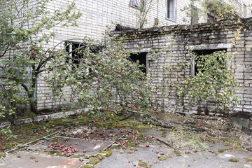 Apples of Chernobyl
