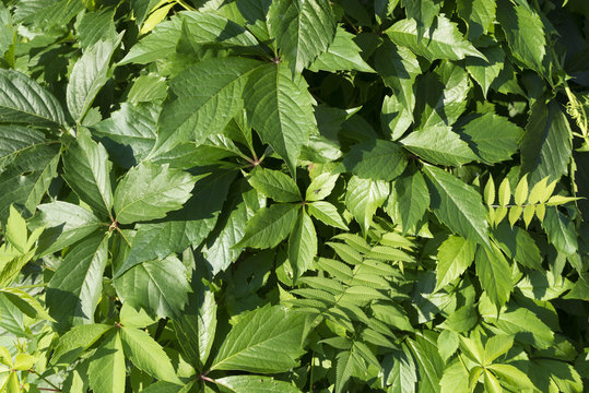Sunny green tetrastigma cluster
