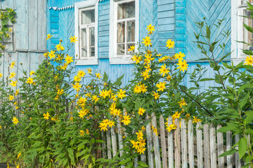 Bright sunny yellow topinambour flowers in palisade in front of old wooden house. Bulatovo, Kaluzhsky region, Russia.   © shujaa_777