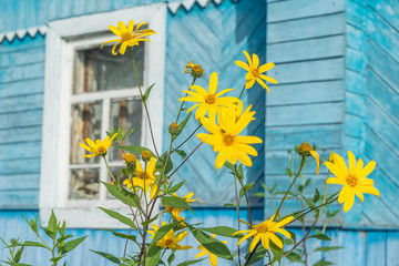 Bright sunny yellow topinambour flowers in palisade in front of old wooden house. Bulatovo, Kaluzhsky region, Russia.   © shujaa_777