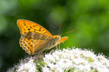 Closeup of a yellow / orange butterfly on a white flower, Green blure background