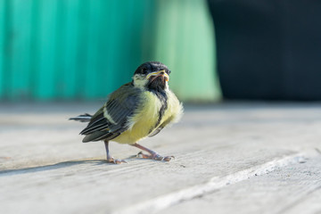 Yellow-beaked tomtit nestling sits on wodden floor against blurred background
