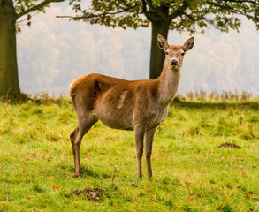 Naklejka na ściany i meble Red deer in woodland during the rutting season at Tatton Park, Knutsford, Cheshire, UK