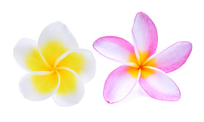 Fototapeta na wymiar white and pink frangipani flower isolated on white