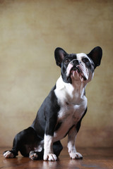 Französische Bulldogge im Studio sitzend