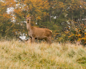 Fototapeta premium Red deer does during the rutting season at Tatton Park, Knutsford, Cheshire, UK