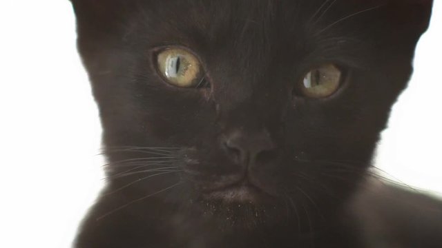 Black cat move head back and forth, closeup