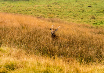 Naklejka na ściany i meble Red deer stag withg large antlers during the rutting season at Tatton Park, Knutsford, Cheshire, UK