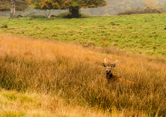 Naklejka na ściany i meble Red deer stag withg large antlers during the rutting season at Tatton Park, Knutsford, Cheshire, UK