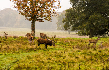 Fototapeta na wymiar Group of Red deer stag and his hareem, of does during the rutting season at Tatton Park, Knutsford, Cheshire, UK
