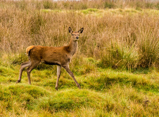 Red deer does during the rutting season at Tatton Park, Knutsford, Cheshire, UK