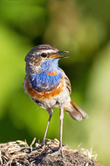 beautiful bird male Bluethroat is singing and in the spring among the green grass