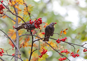 black birds starlings eat ripe red Rowan berries in the Park