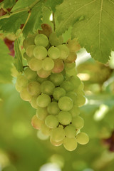 Grapes