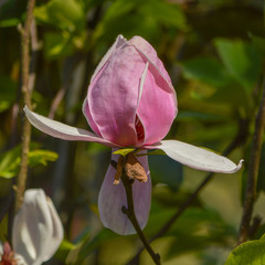 Magnolia