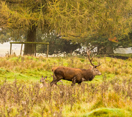 Young red deer stags during the rutting season at Tatton Park, Knutsford, Cheshire, UK