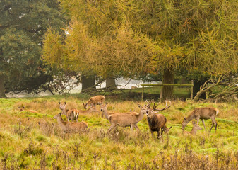 Naklejka na ściany i meble Group of Red deer stag and his hareem, of does during the rutting season at Tatton Park, Knutsford, Cheshire, UK