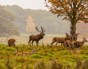 Red deer stag withg large antlers during the rutting season at Tatton Park, Knutsford, Cheshire, UK