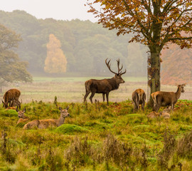 Red deer stag withg large antlers during the rutting season at Tatton Park, Knutsford, Cheshire, UK