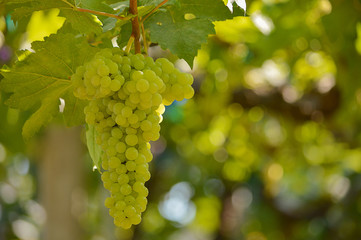 Grapes