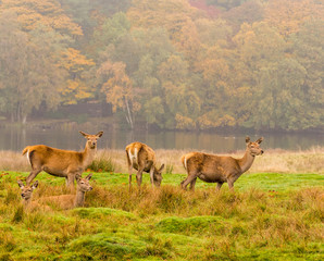 Red deer does during the rutting season at Tatton Park, Knutsford, Cheshire, UK