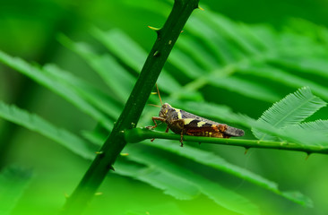 grasshopper