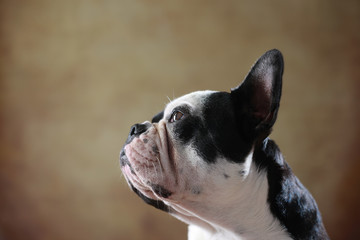 Französische Bulldogge im Studio