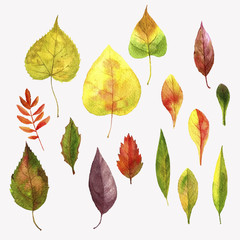 vector set of autumn leaves