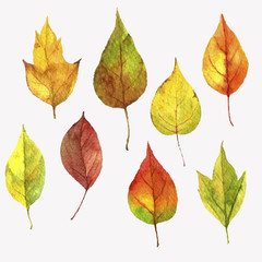 vector set of autumn leaves