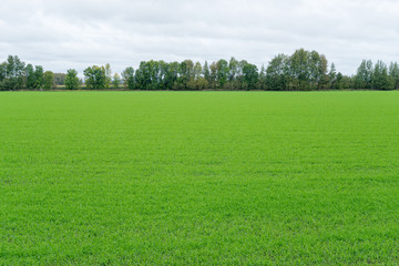 Vast green grass farm field panorama against cloudy sky background. Kaluzhsky region, Russia.
